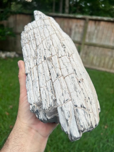 Texas petrified wood - petrified,